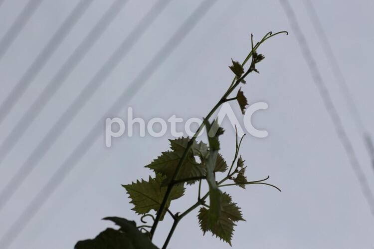 天空を目指して伸びる新芽　ブドウ　０2 植物,屋外,ガーデニングの写真素材