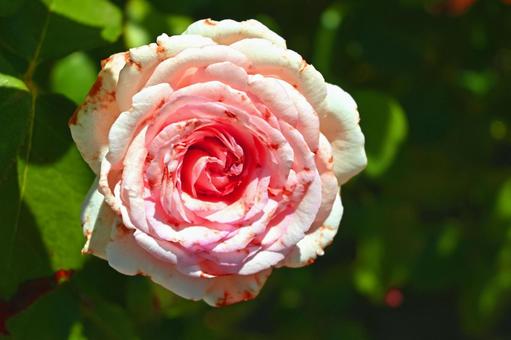 ピンクのバラ バラ,薔薇,花の写真素材