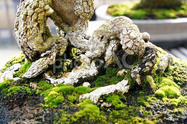 盆栽の根本 苔,自然,苔むすの写真素材