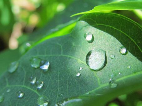 水滴と朝の光Water drops 水滴,しずく,雨の写真素材