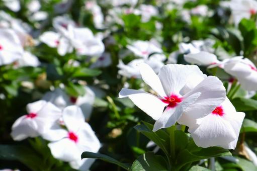 一面に咲くニチニチソウの花 初夏から秋3 一面に咲くニチニチソウの花 初夏から秋3の写真