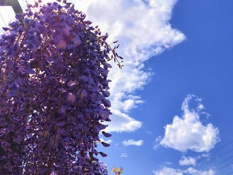 青空と藤の花 青空と藤の花の写真