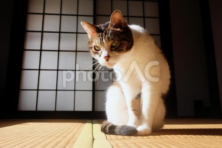 和室と猫_24 ねこ,猫画像,和室の写真素材