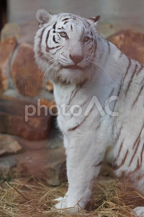 ホワイトタイガー ホワイトタイガー,生き物,動物の写真素材