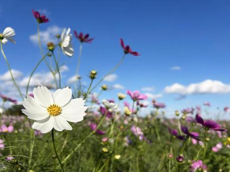日を浴びる白色のコスモスと爽やかな青空の写真