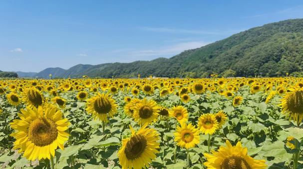 ひまわり畑 ひまわり畑 ひまわり,向日葵,背景の写真素材