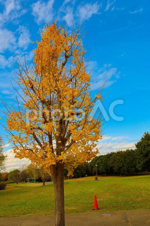 楽しませてくれる紅葉の季節 自然,風景,公園の写真素材