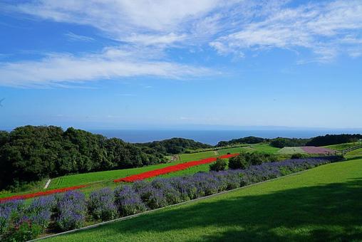 淡路島 あわじ花さじき① サルビア 淡路島 あわじ花さじき① サルビア 兵庫県,あわじ花さじき,サルビアの写真素材