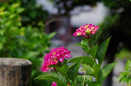庭を彩る、鮮やかなピンクのアジサイ アジサイ,紫陽花,ピンクの写真素材