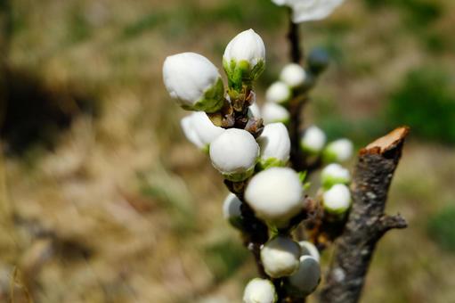 白い花のつぼみの写真