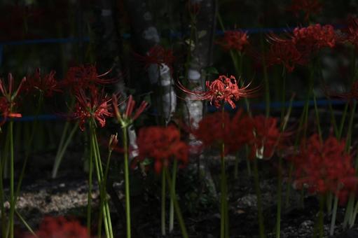 船岡城址公園の曼殊沙華 船岡城址公園の曼殊沙華の写真