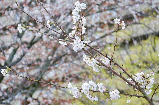桜 桜の写真