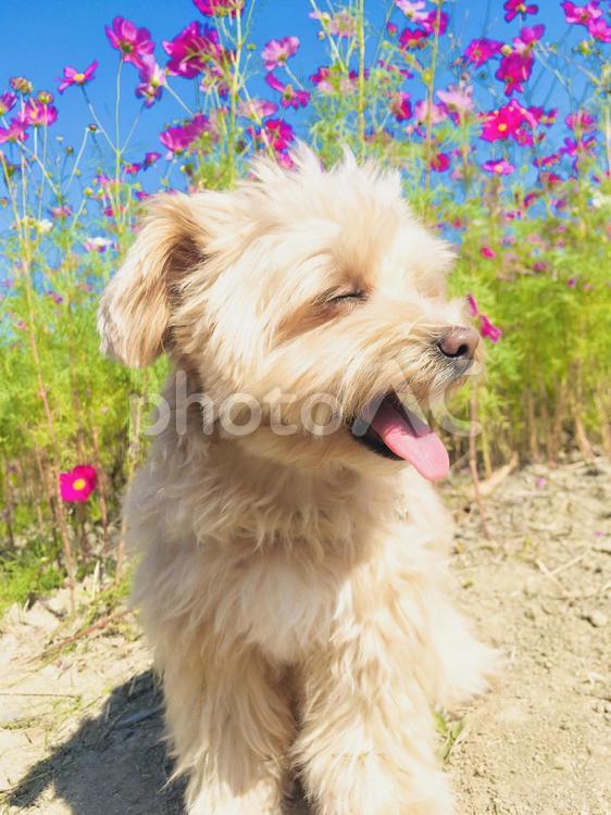 犬とコスモス畑 コスモス,犬,秋の写真素材