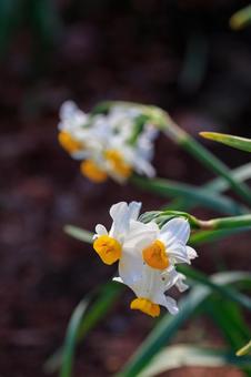 スイセン スイセンの写真