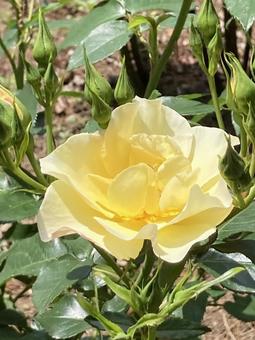 薔薇 黄色 薔薇 黄色 花,植物,植物園の写真素材