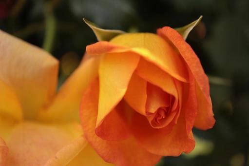 バラ園の薔薇を撮りました バラ園の薔薇を撮りましたの写真