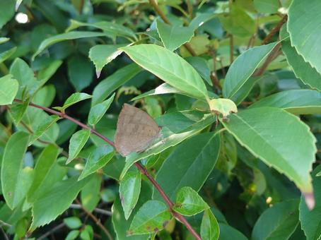ムラサキシジミ ムラサキシジミ,チョウ,蝶の写真素材