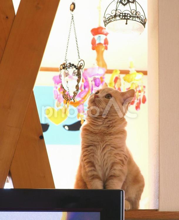 うちのネコさま　上を見上げる子猫 ネコ,猫,昼寝の写真素材