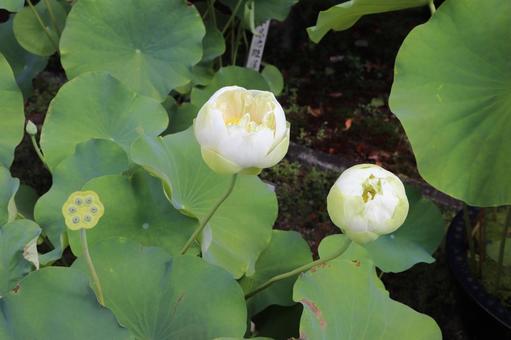 法金剛院 蓮の花 輪王蓮 法金剛院 蓮の花 輪王蓮の写真