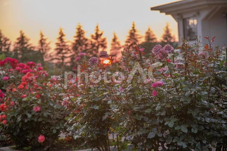 バラと夕日 バラ,薔薇,ピンクの写真素材