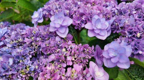 紫陽花 紫陽花の写真