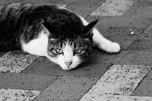 ねこ ねこ,野良,モノクロの写真素材