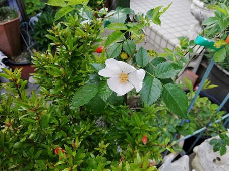 ドックローズの写真