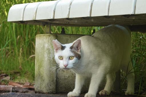 ベンチの下で見つめるシロキジネコ ベンチの下で見つめるシロキジネコ ネコ,保護猫,猫の写真素材
