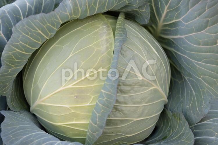 畑に実った収穫前のキャベツ キャベツ,野菜,素材の写真素材