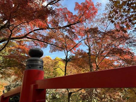 紅葉と赤い欄干 秋,紅葉,欄干の写真素材