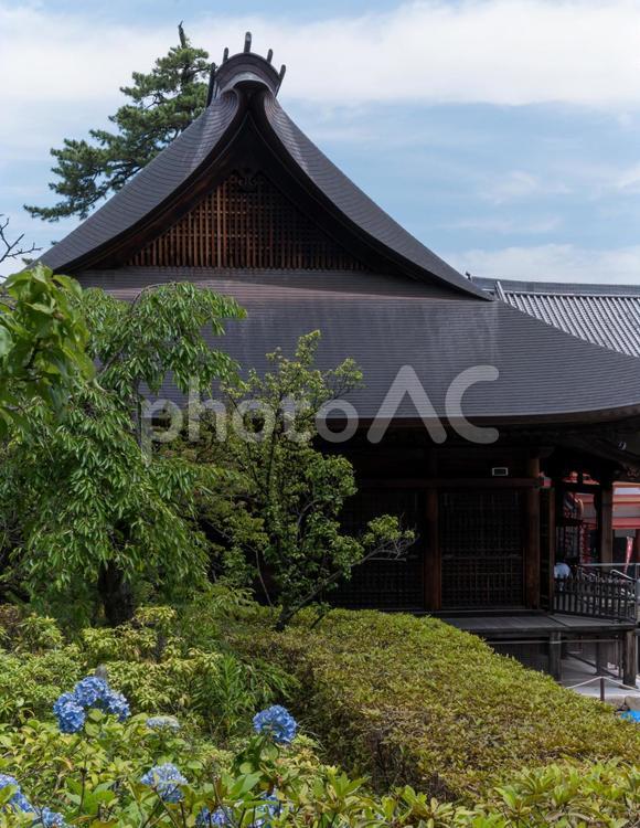 寺とアジサイ アジサイ,寺,青空の写真素材