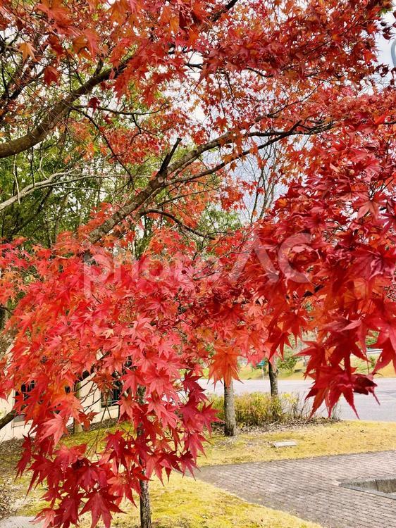 紅葉の季節 モミジ 紅葉の季節 モミジ 秋,きれい,もみじの写真素材