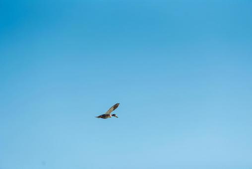 宙を優雅に舞うマガモのメス マガモ,鴨,水鳥の写真素材