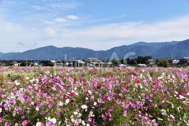 花いっぱい　コスモスの畑 コスモス畑,ガーデニング,花畑の写真素材