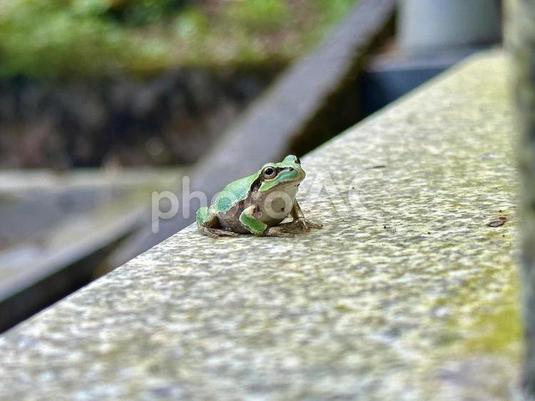 見上げるカエル 生き物,両生類,自然の写真素材