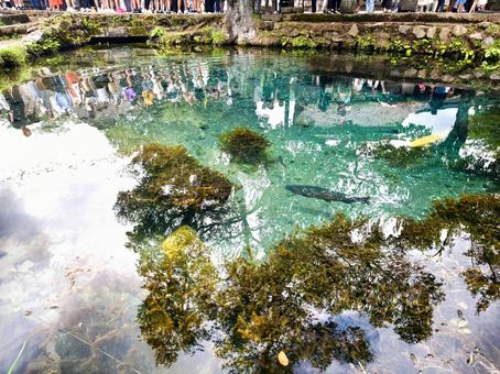 富士山の湧き水と魚 富士山の湧き水と魚 湧水,水,泉の写真素材