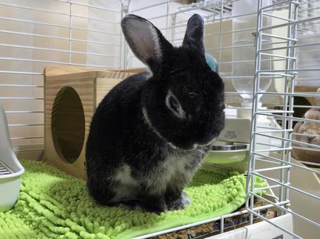 かわいいうさぎ うさぎ,ウサギ,草食動物の写真素材