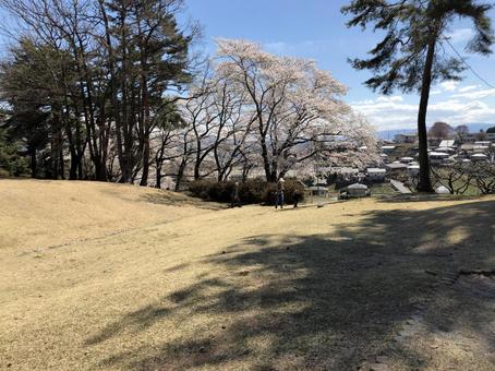 公園の桜 公園の桜の写真