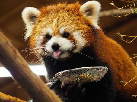 レッサーパンダ　ペロッ レッサーパンダ,動物,アニマルの写真素材