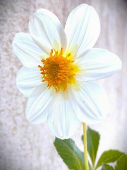 見事に開花したダリアの花１５ ダリア,咲いた,開花の写真素材