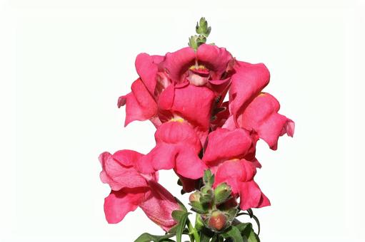 金魚草 植物,草花,花びらの写真素材