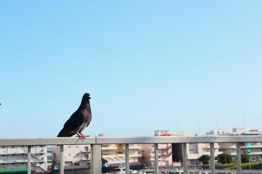 空とハト 空とハトの写真