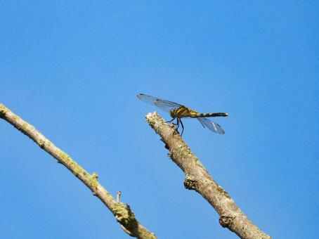 枝に留まるシオカラトンボ シオカラトンボ,昆虫,生物の写真素材