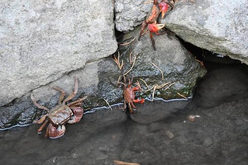 Crabs in the waterways that run through the town of Shimogamo, landscape, shimoga, shizuoka prefecture, JPG