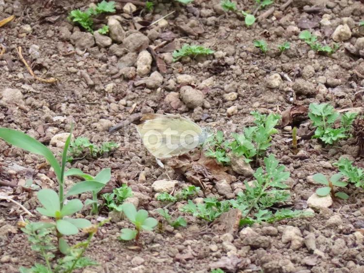 地面で羽を休めるモンシロチョウ モンシロチョウ,チョウチョ,白い蝶の写真素材