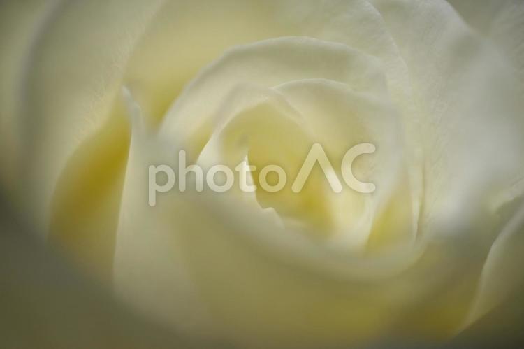 初夏の陽射しを浴びた鮮かな薔薇の花びら 背景,薔薇,ローズの写真素材