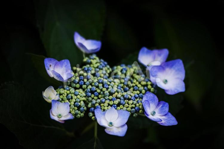 ＜五島の風景＞梅雨の風景と紫陽花の花 あじさい,紫陽花の壁紙,アジサイの写真素材