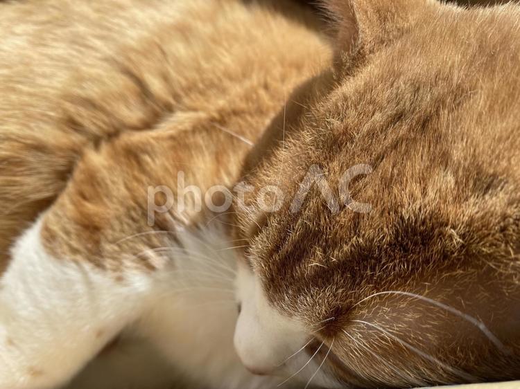 ひだまりのネコ ねこ,ネコ,茶トラの写真素材