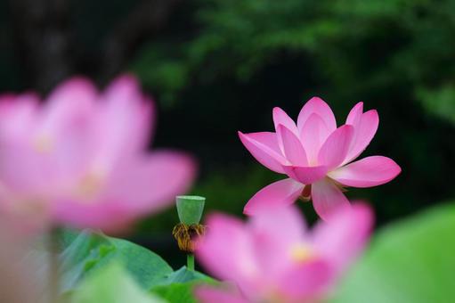 神聖的花, JPG 神聖的花, a lotus, lotus, flower, JPG