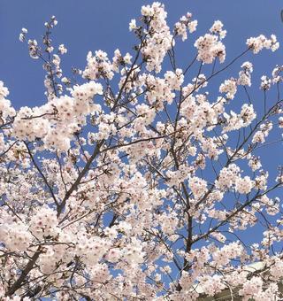 桜と青空 桜,春,青空の写真素材